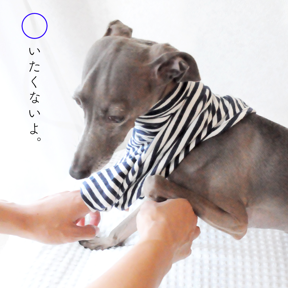 犬には鎖骨がない!そこから見えてくる今の時代にあった犬との暮らし方【犬の飼い主が知ってそうで、知らない大切なこと vol.1】