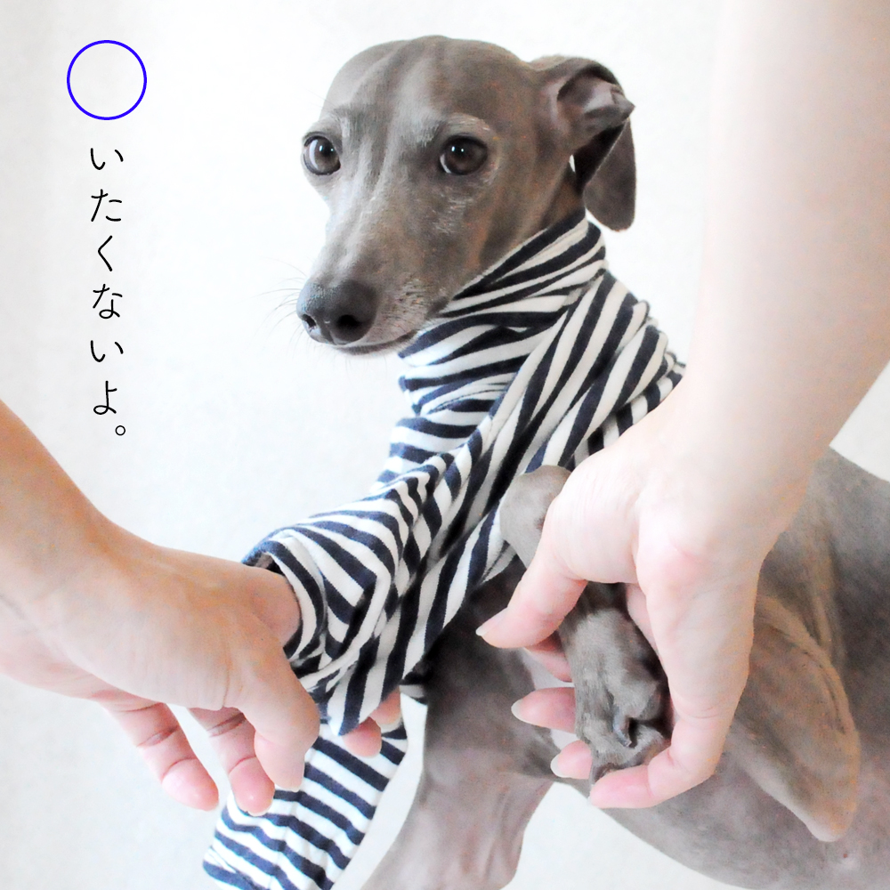 犬には鎖骨がない!そこから見えてくる今の時代にあった犬との暮らし方【犬の飼い主が知ってそうで、知らない大切なこと vol.1】