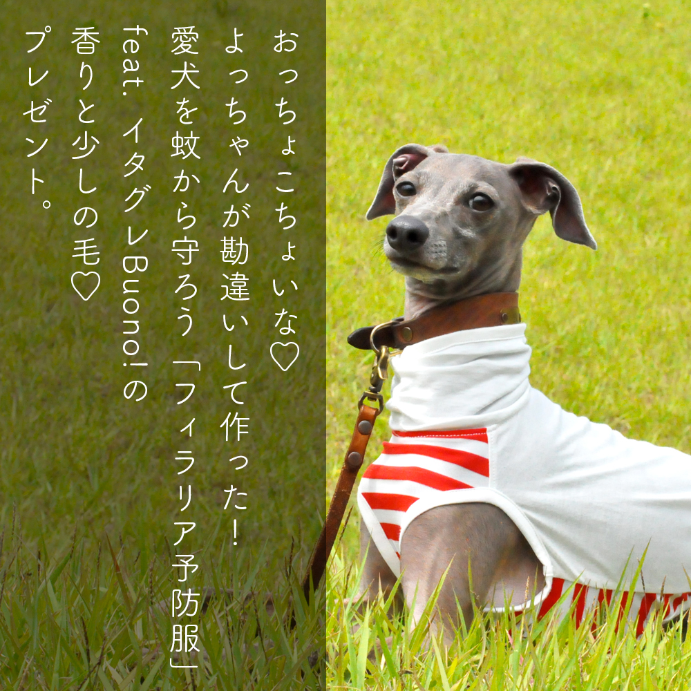 「おっちょこちょいな♡よっちゃんが勘違いして作った！愛犬を蚊から守ろう「フィラリア予防服」feat. イタグレBuono!の香りと少しの毛♡プレゼント」