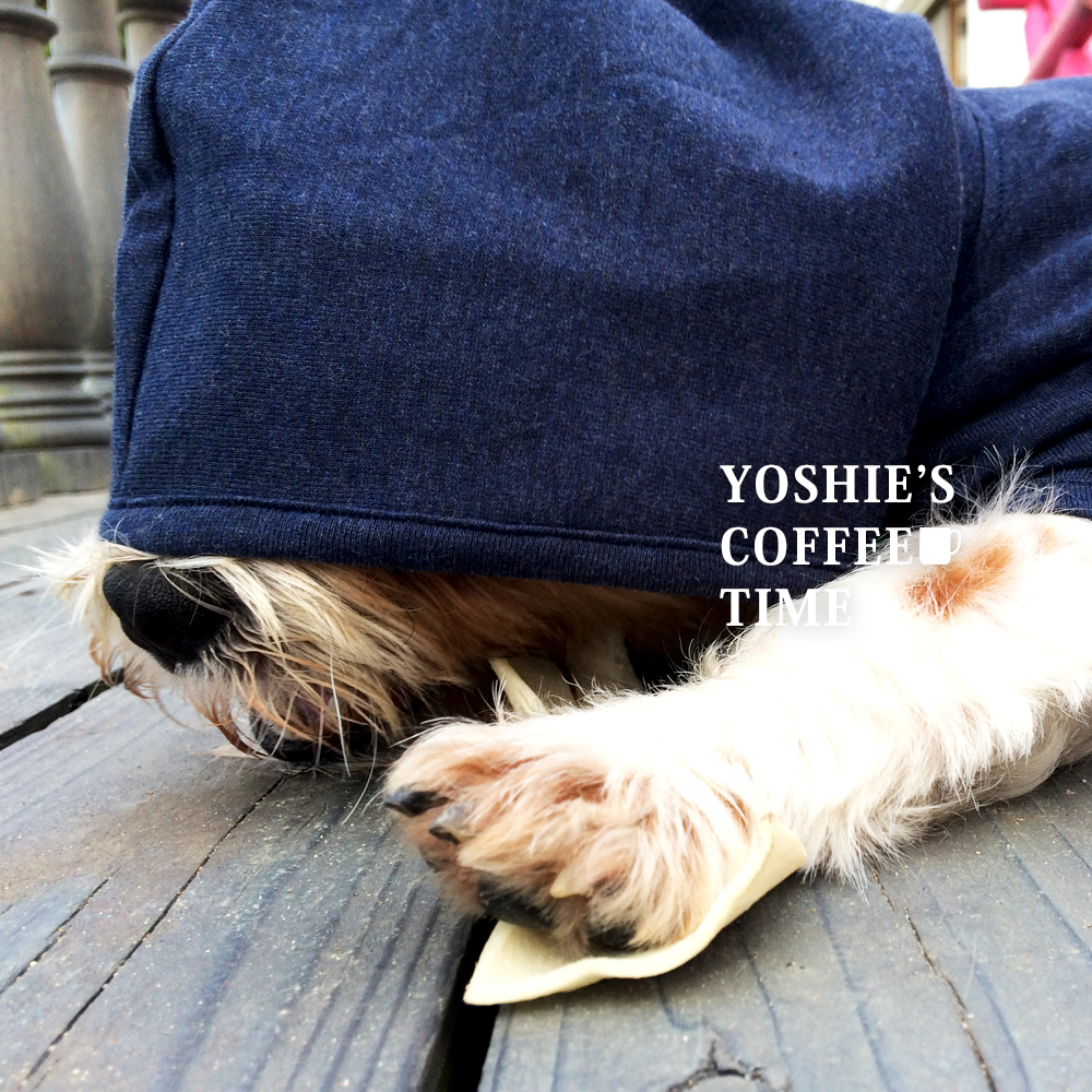 YOSHIE'S COFFEE TIME-「淡路島で愛犬と過ごす時間」姫気質のかわいこちゃんと、個性的なボクちゃんと芝で待ち合わせ