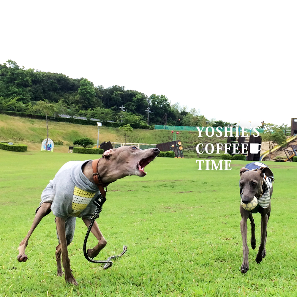 YOSHIE'S COFFEE TIME-「淡路島で愛犬と過ごす時間」姫気質のかわいこちゃんと、個性的なボクちゃんと芝で待ち合わせ