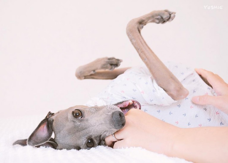 イタグレBuono!の体重を測ってみた「体重は色々な事の判断基準になる」体重推移記録グラフ