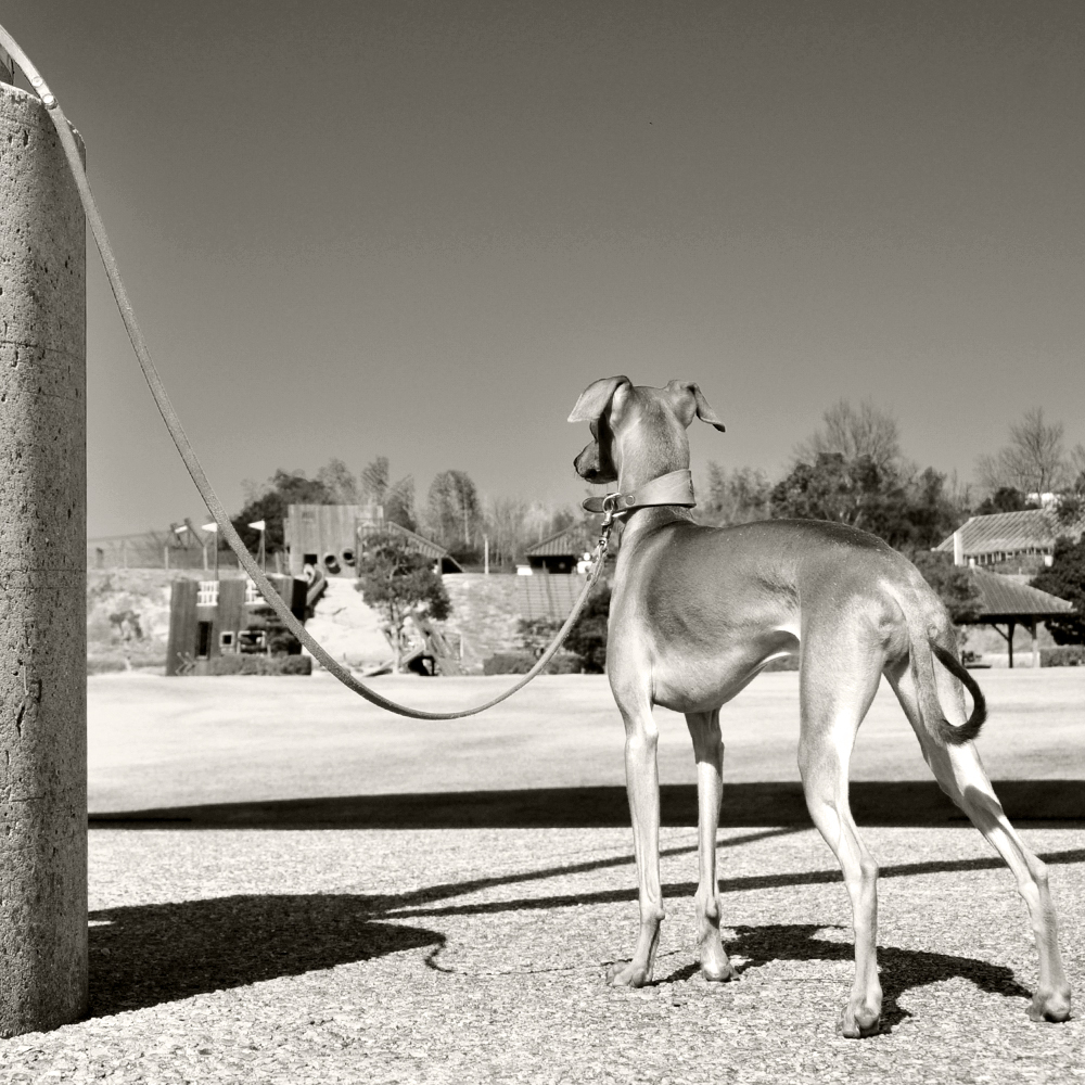 犬には鎖骨がない!そこから見えてくる今の時代にあった犬との暮らし方【犬の飼い主が知ってそうで、知らない大切なこと vol.1】