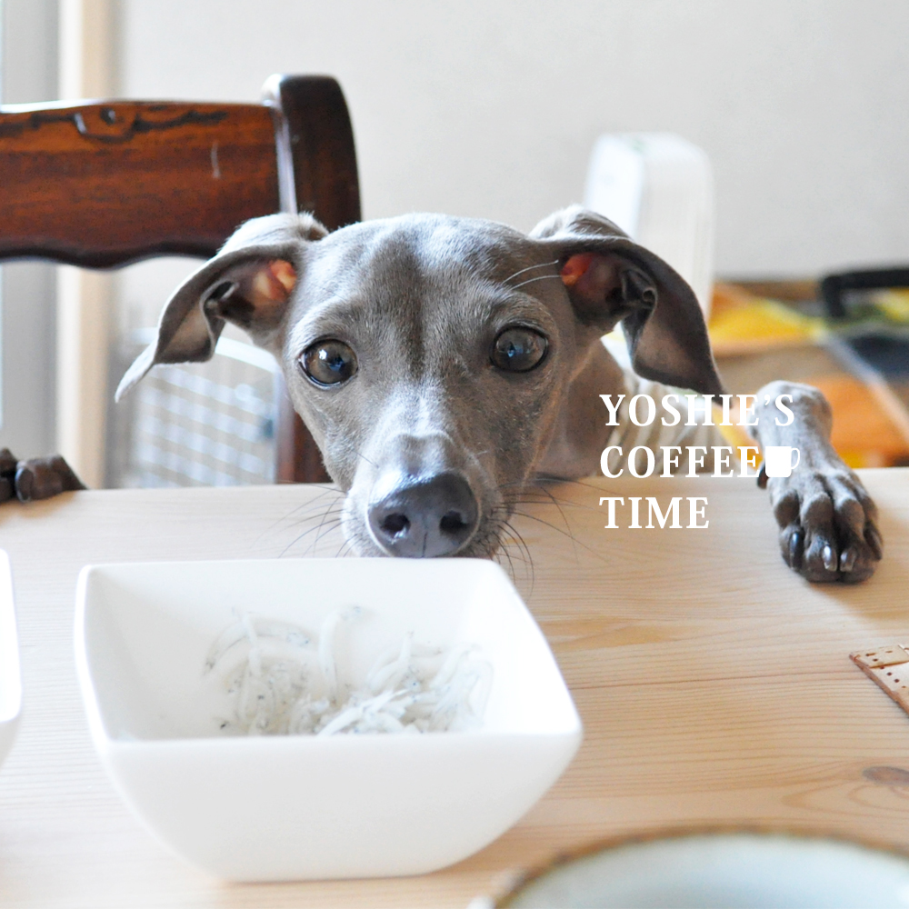 イタグレの5つの習慣?癖?個性?を発表しよう。-YOSHIE’S-COFFEE-TIME