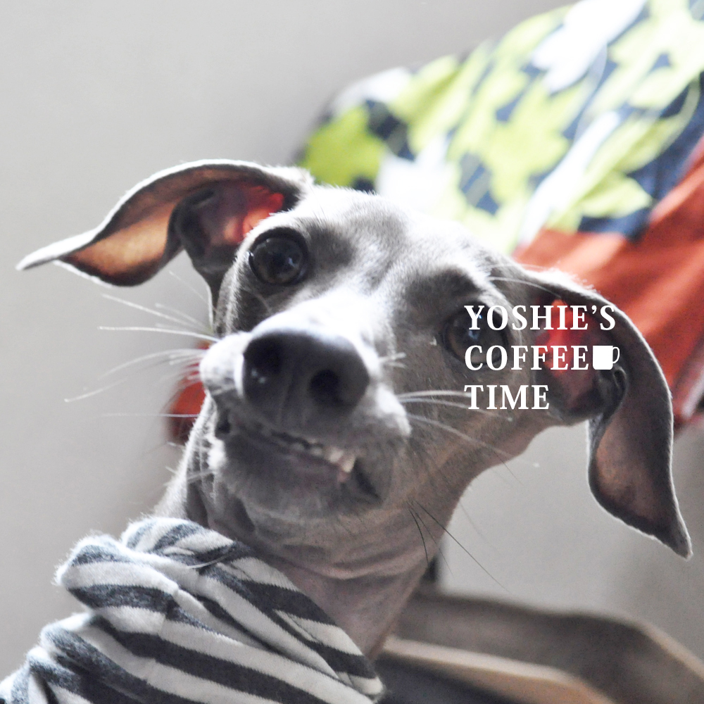 イタグレの5つの習慣?癖?個性?を発表しよう。-YOSHIE’S-COFFEE-TIME