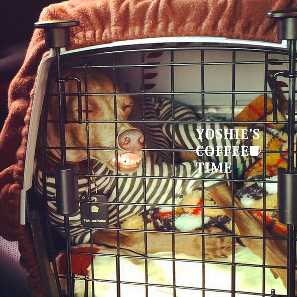 イタグレの5つの習慣?癖?個性?を発表しよう。-YOSHIE’S-COFFEE-TIME