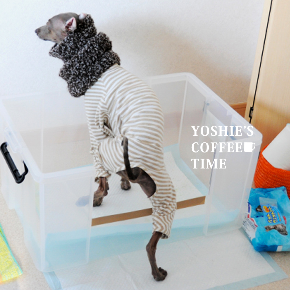 イタグレの5つの習慣?癖?個性?を発表しよう。-YOSHIE’S-COFFEE-TIME