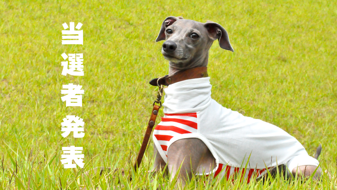 当選者発表「おっちょこちょいな♡よっちゃんが勘違いして作った!愛犬を蚊から守ろう「フィラリア予防服」feat. イタグレBuono!の香りと少しの毛♡プレゼント」