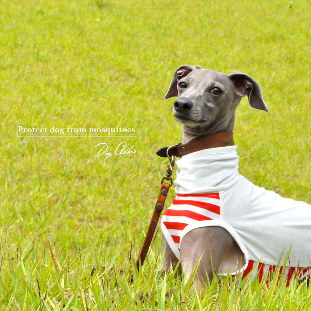 「おっちょこちょいな♡よっちゃんが勘違いして作った！愛犬を蚊から守ろう「フィラリア予防服」feat. イタグレBuono!の香りと少しの毛♡プレゼント」