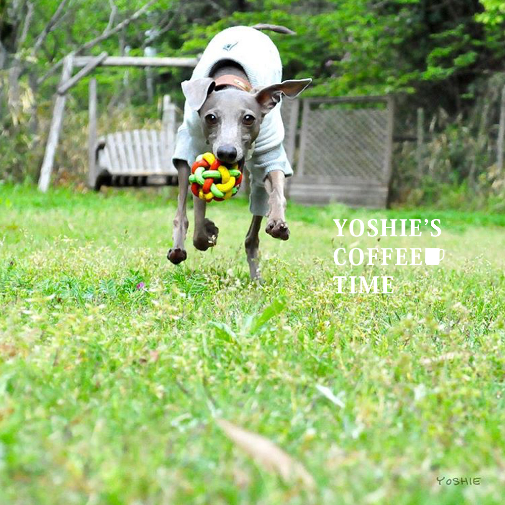 イタグレの5つの習慣?癖?個性?を発表しよう。-YOSHIE’S-COFFEE-TIME