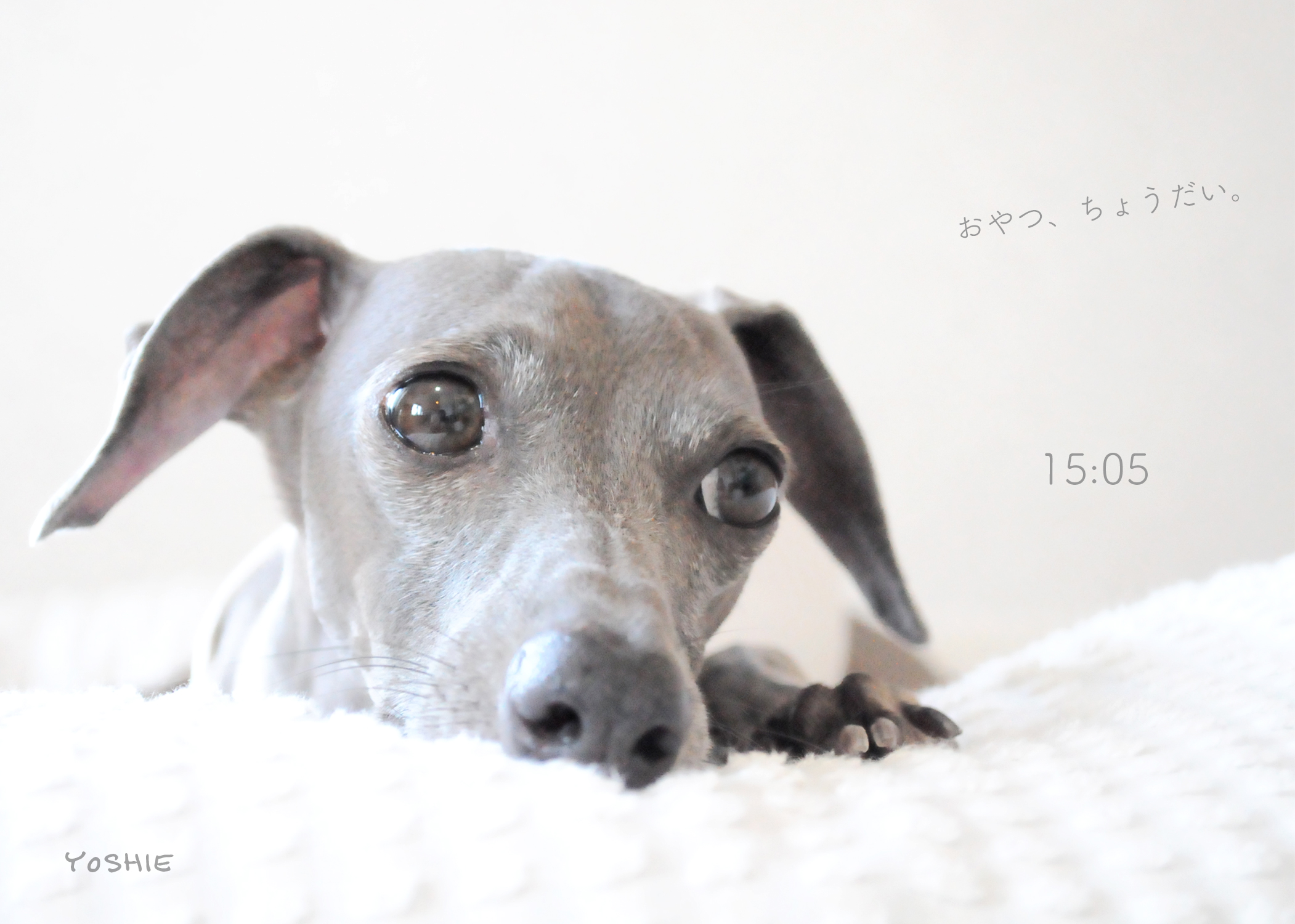 「LINE公式アカウント@aratahouse」限定でマイペースな夫婦の日常やイタグレBuono!時計が届きます♪