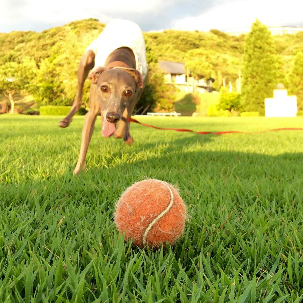 特技！楽しく、走ること。