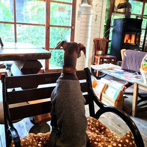 寒い日もぬくぬく、お留守番も安心、カフェでリラックス、愛犬の可愛い写真も撮れちゃう、とっても便利な「寝袋&カフェマット|あったかリッチなオシャレ寝袋」