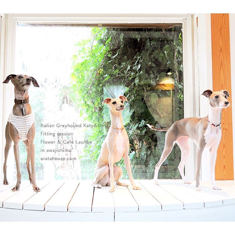 フィッティングセッション