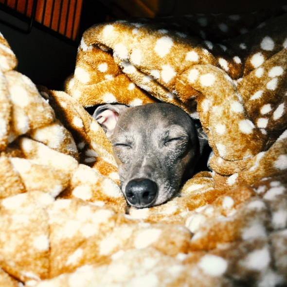 寒い日もぬくぬく、お留守番も安心、カフェでリラックス、愛犬の可愛い写真も撮れちゃう、とっても便利な「寝袋&カフェマット|あったかリッチなオシャレ寝袋」