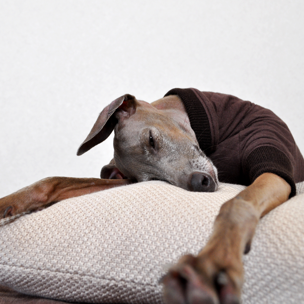 「犬服 イタグレ服 ミニピン服」2016年 秋冬新作 ”ぬくぬく、あったか。” 中綿キルト「一緒に暮らす人も心地いい。」