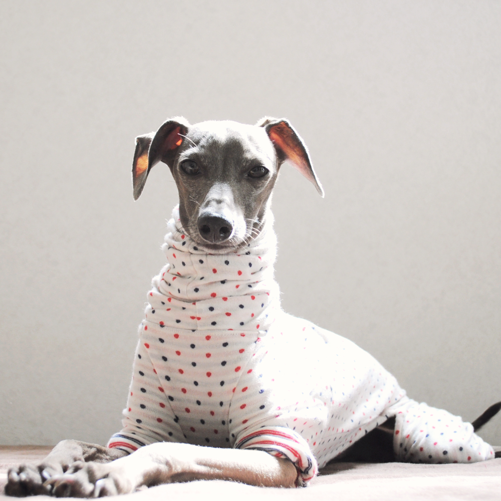 犬服オーダーメイド製作手順：採寸・生地選び・デザインを決める【フィッティングセッション】 | ARATA HOUSE