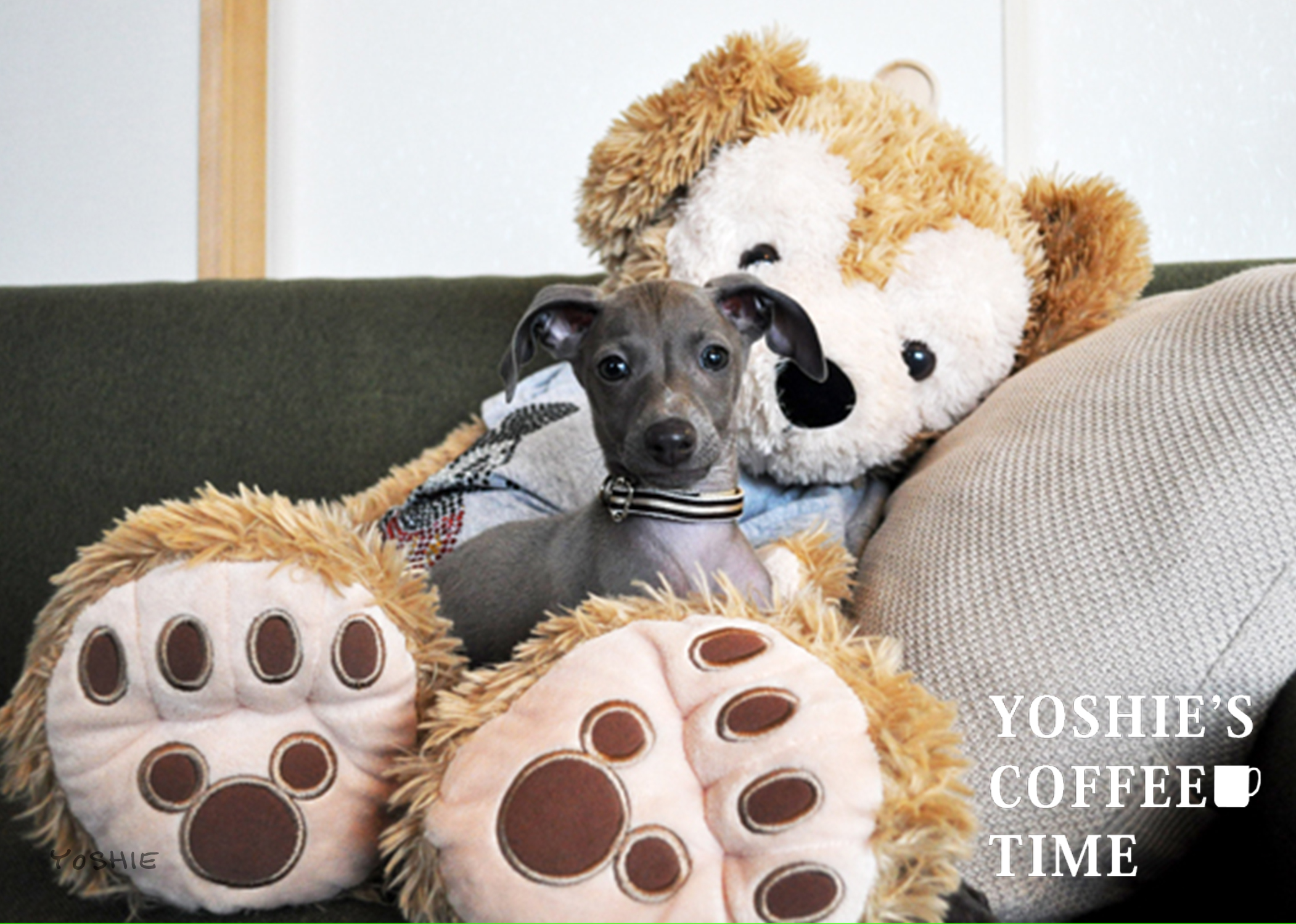 ボク(イタグレBuono!)とダッフィーは幼なじみ「生後2ヶ月頃の写真つき」-YOSHIE'S COFFEE TIME