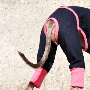 「冬の新作犬服」夏より暖かい冬 Winter Sports|裏起毛ボンバーヒートニット(保温)
