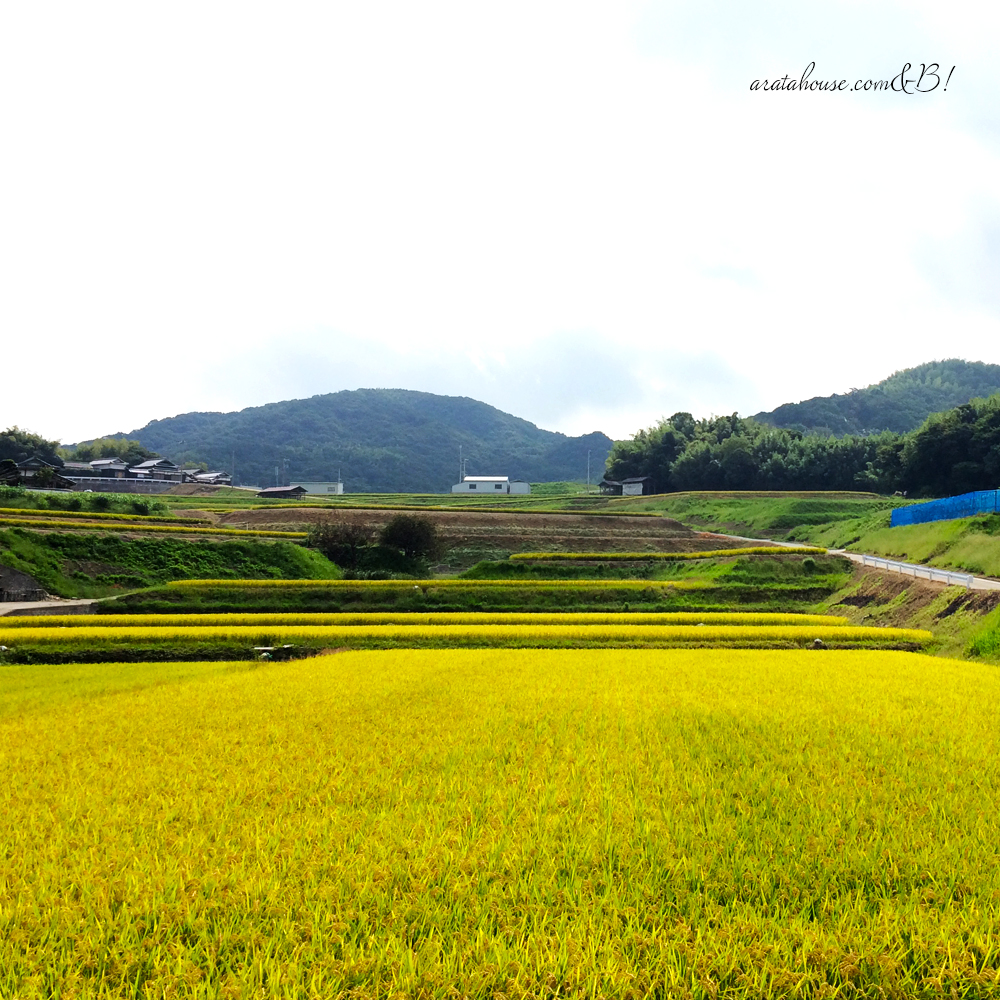愛犬と淡路島を散歩する。「海が見える土地にプライベートランを作ろう!」
