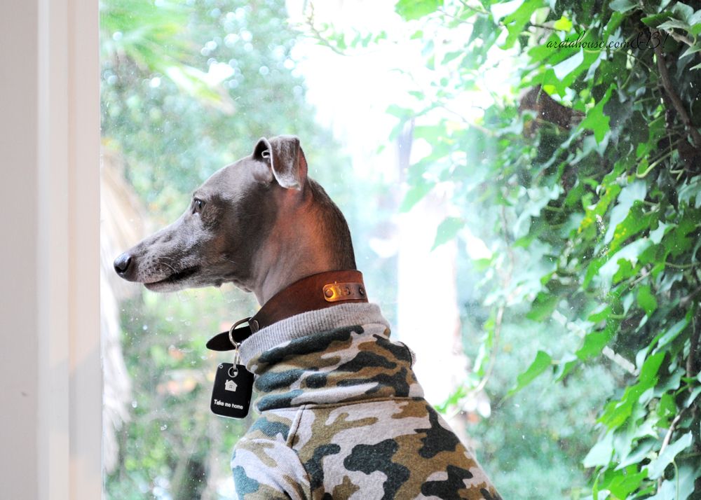 イタグレBuono!が嬉しいと私たちも嬉しい。「採寸とフィッティングセッション」は幸せの時間。