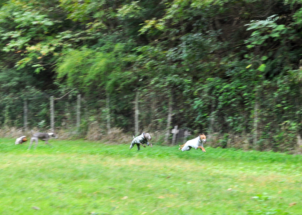 イタグレBuono!が嬉しいと私たちも嬉しい。「採寸とフィッティングセッション」は幸せの時間。