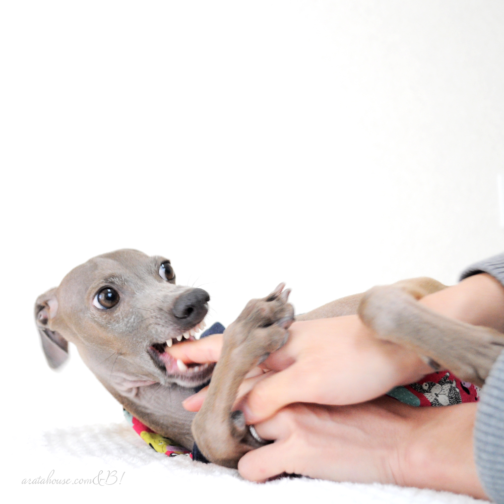 「愛犬家必見！寒い日の犬との暮らしのヒント」10月11月によく読まれている記事ベスト５