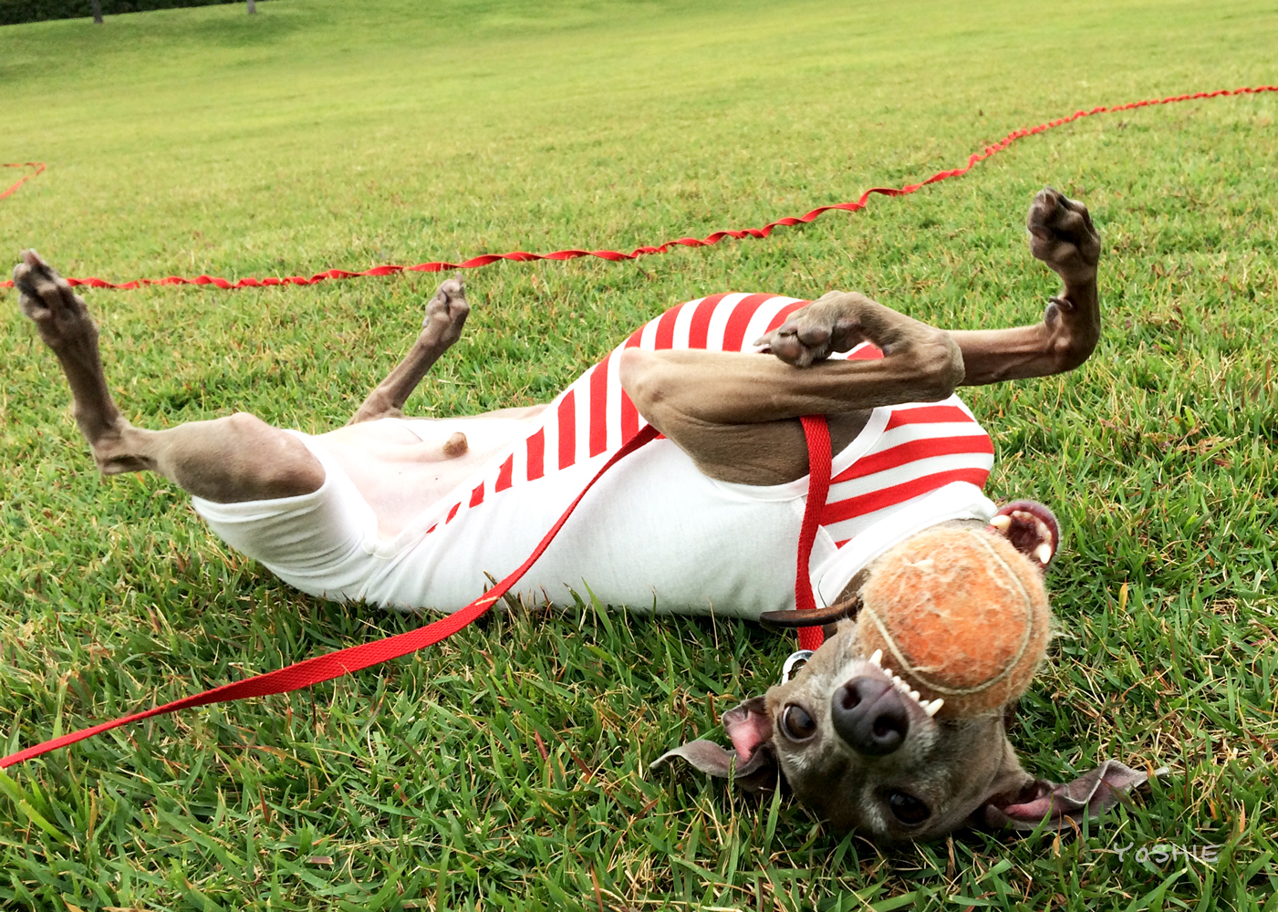 Happy Birth Day♡Buono!〜4歳だよ〜!大好きだよ〜!-YOSHIE'S COFFEE TIME