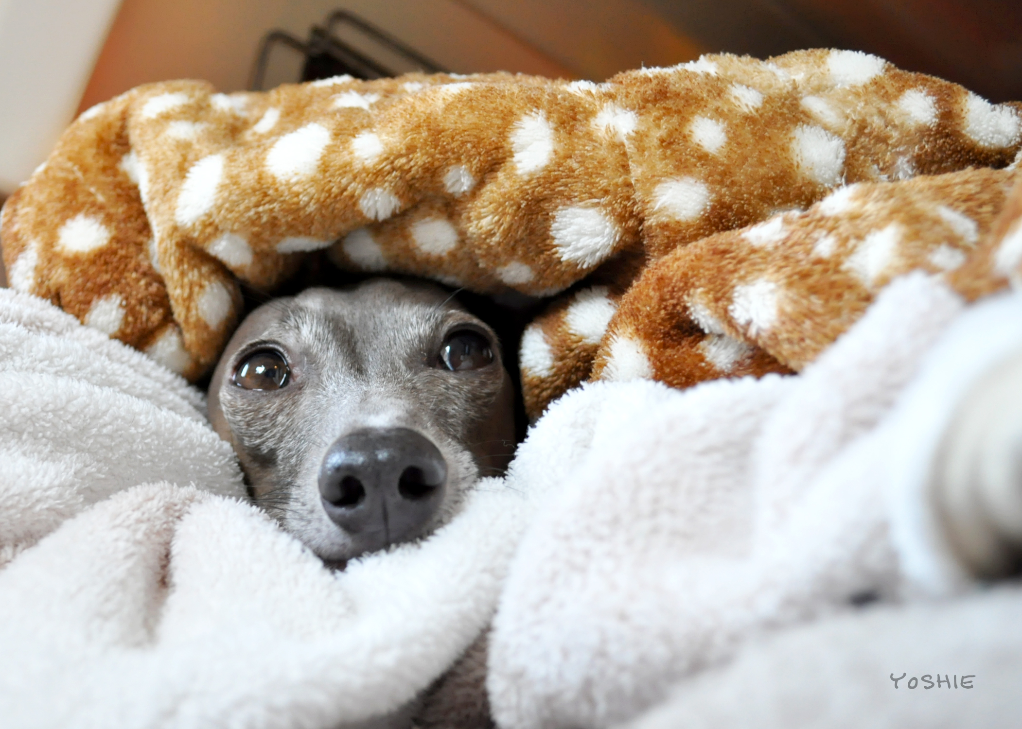 Happy Birth Day♡Buono!〜4歳だよ〜!大好きだよ〜!-YOSHIE'S COFFEE TIME