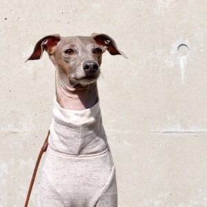 「新作犬服」シンプルで可愛らしい「ミラノリブ」のお洋服|ミラノに魅せられて