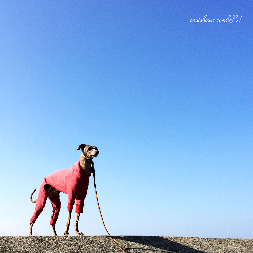「淡路島の暮らし」イタグレBuono!と海辺をちょこっと散歩、鰯の大群にBuono!は!?