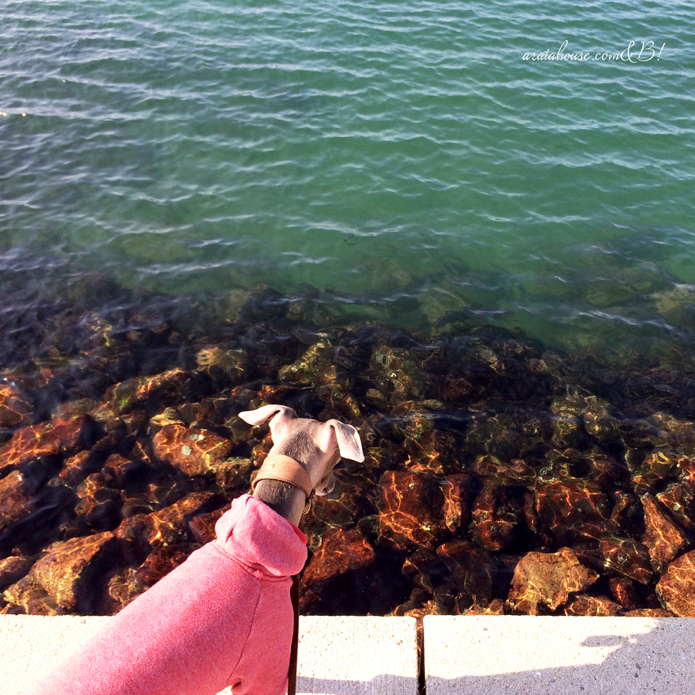 「淡路島の暮らし」イタグレBuono!と海辺をちょこっと散歩、鰯の大群にBuono!は!?