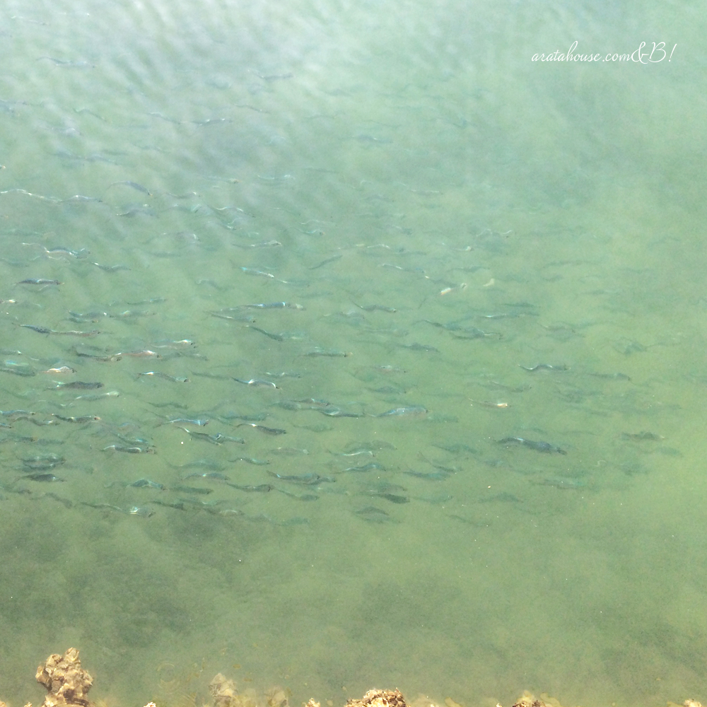 「淡路島の暮らし」イタグレBuono!と海辺をちょこっと散歩、鰯の大群にBuono!は!?