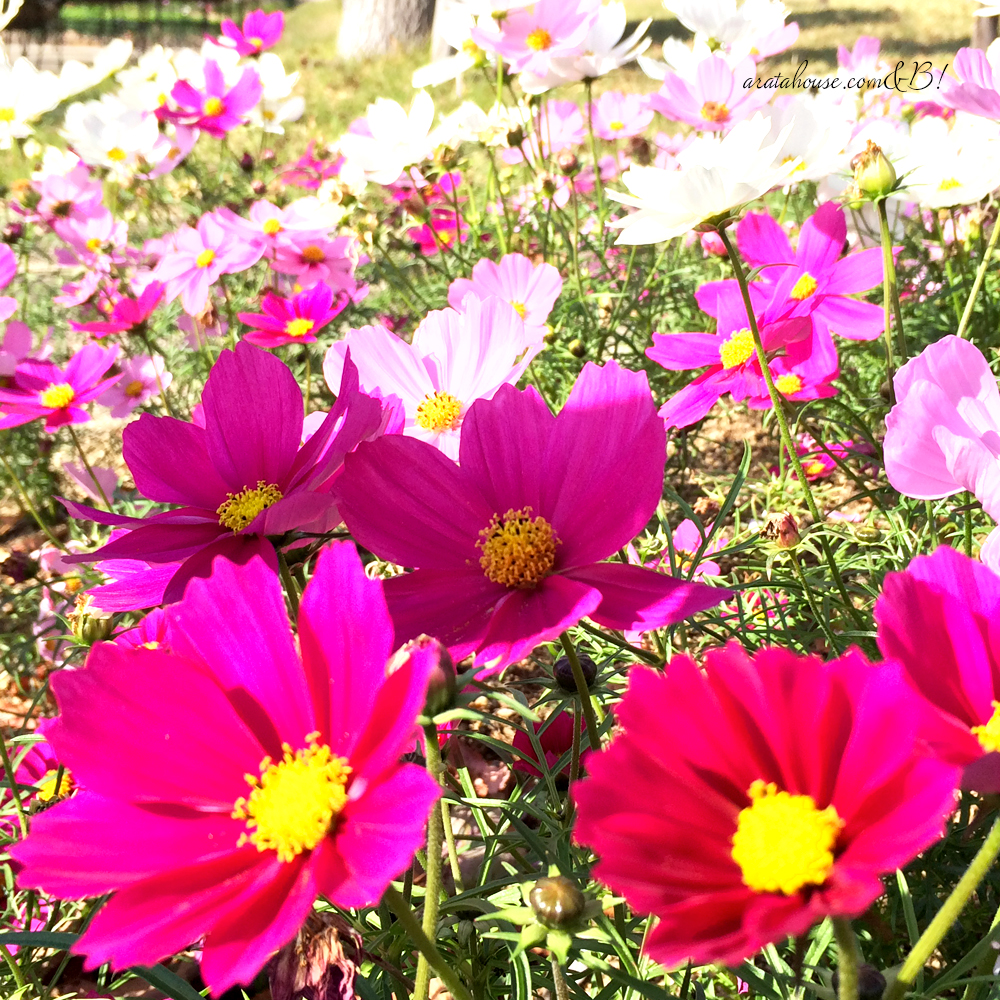 「淡路島の暮らし」天気がいいので、よっちゃんと愛犬を連れて放牧へ。
