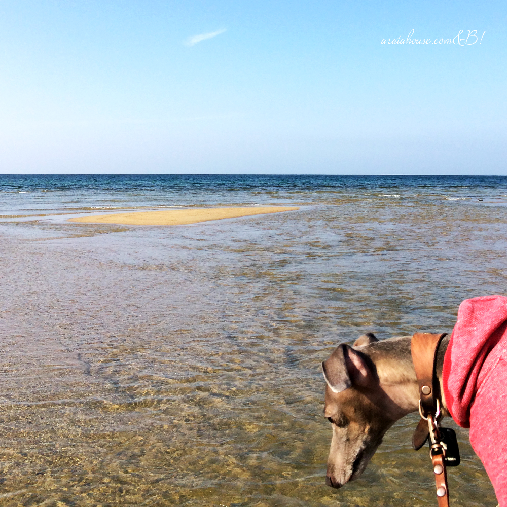 「淡路島の暮らし」イタグレBuono!と海辺をちょこっと散歩、鰯の大群にBuono!は!?
