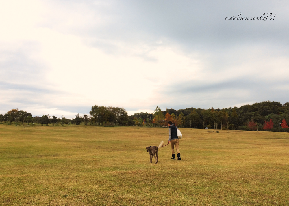 よっちゃんとワイマラナーが広い芝を散歩するとこうなる（笑）