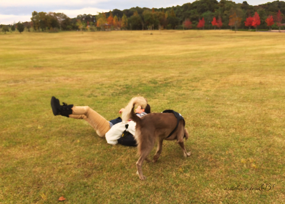 よっちゃんとワイマラナーが広い芝を散歩するとこうなる（笑）