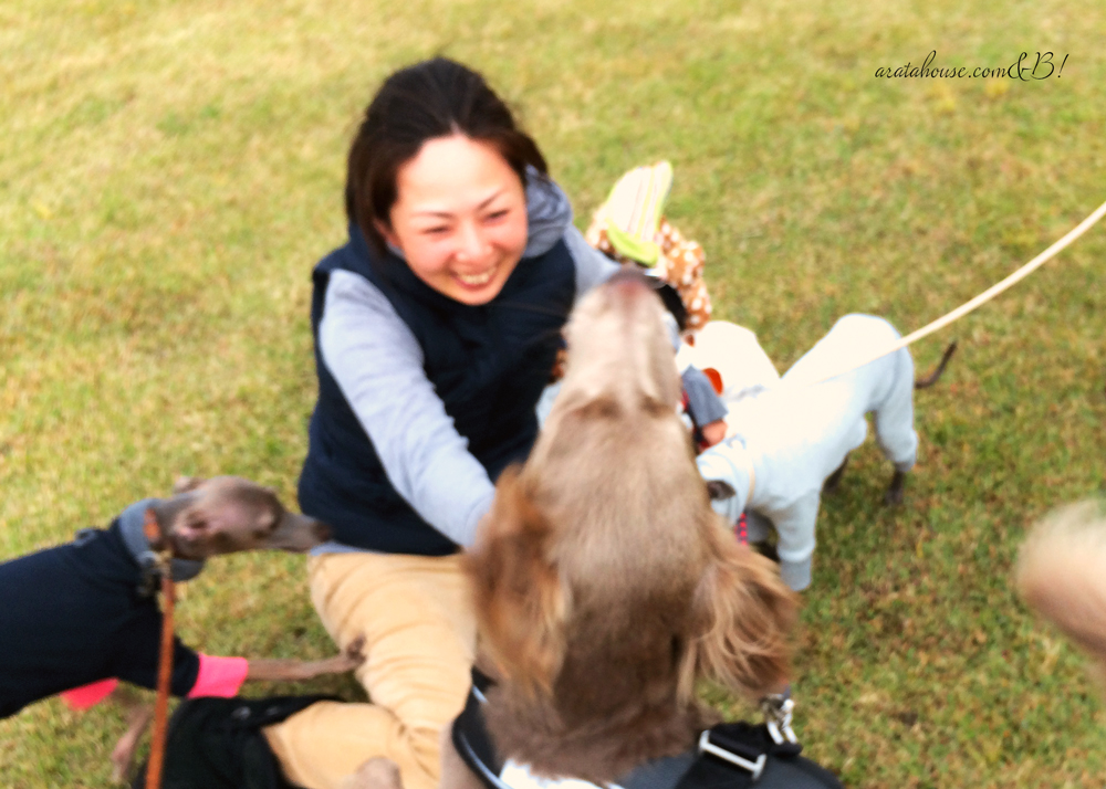 よっちゃんとワイマラナーが広い芝を散歩するとこうなる（笑）