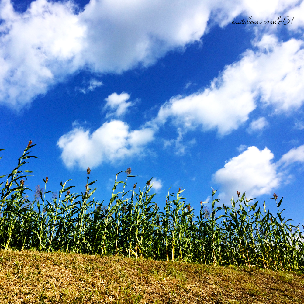 淡路島を散歩する。色んな雲。