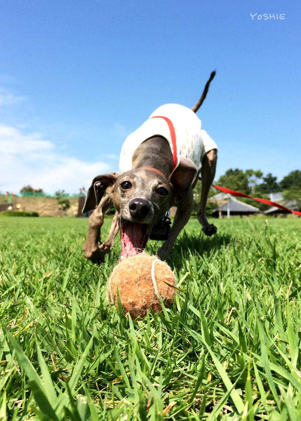 Happy Birth Day♡Buono!〜4歳だよ〜!大好きだよ〜!-YOSHIE'S COFFEE TIME