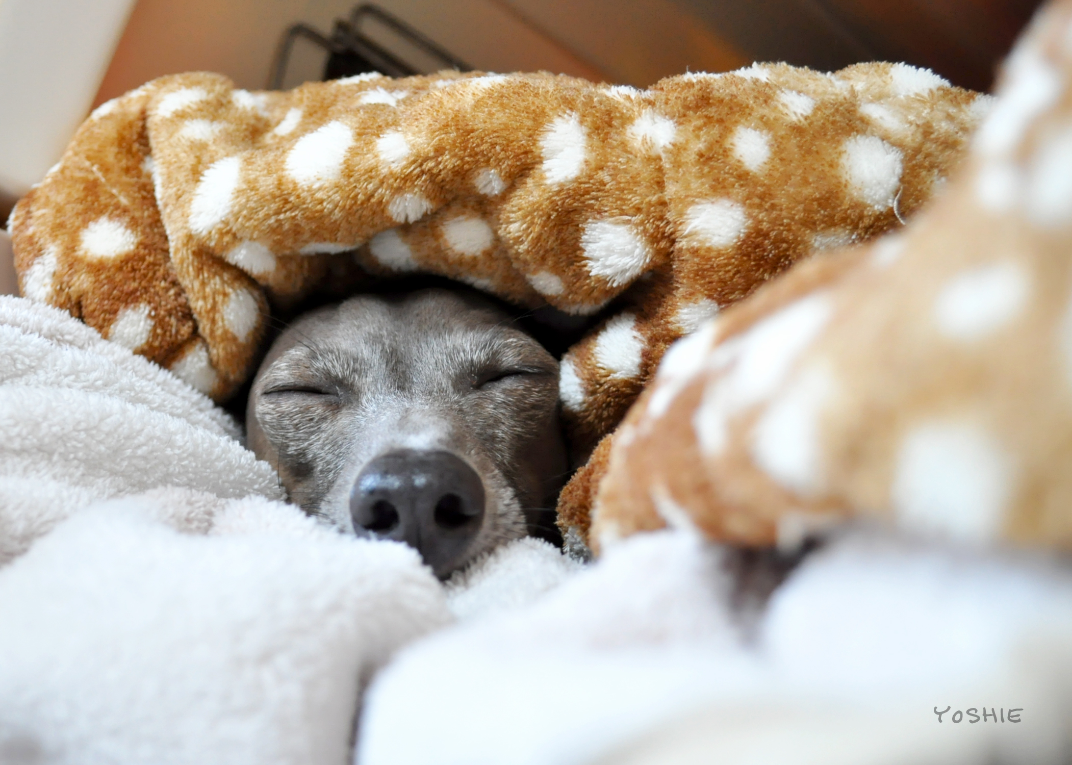 Happy Birth Day♡Buono!〜4歳だよ〜!大好きだよ〜!-YOSHIE'S COFFEE TIME