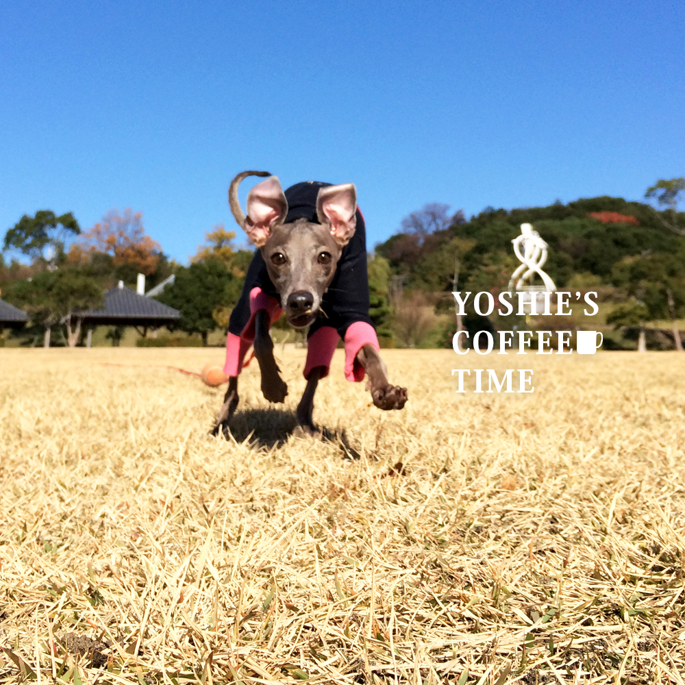 YOSHIE'S COFFEE TIME-チョコと、coffeeと、まめ。