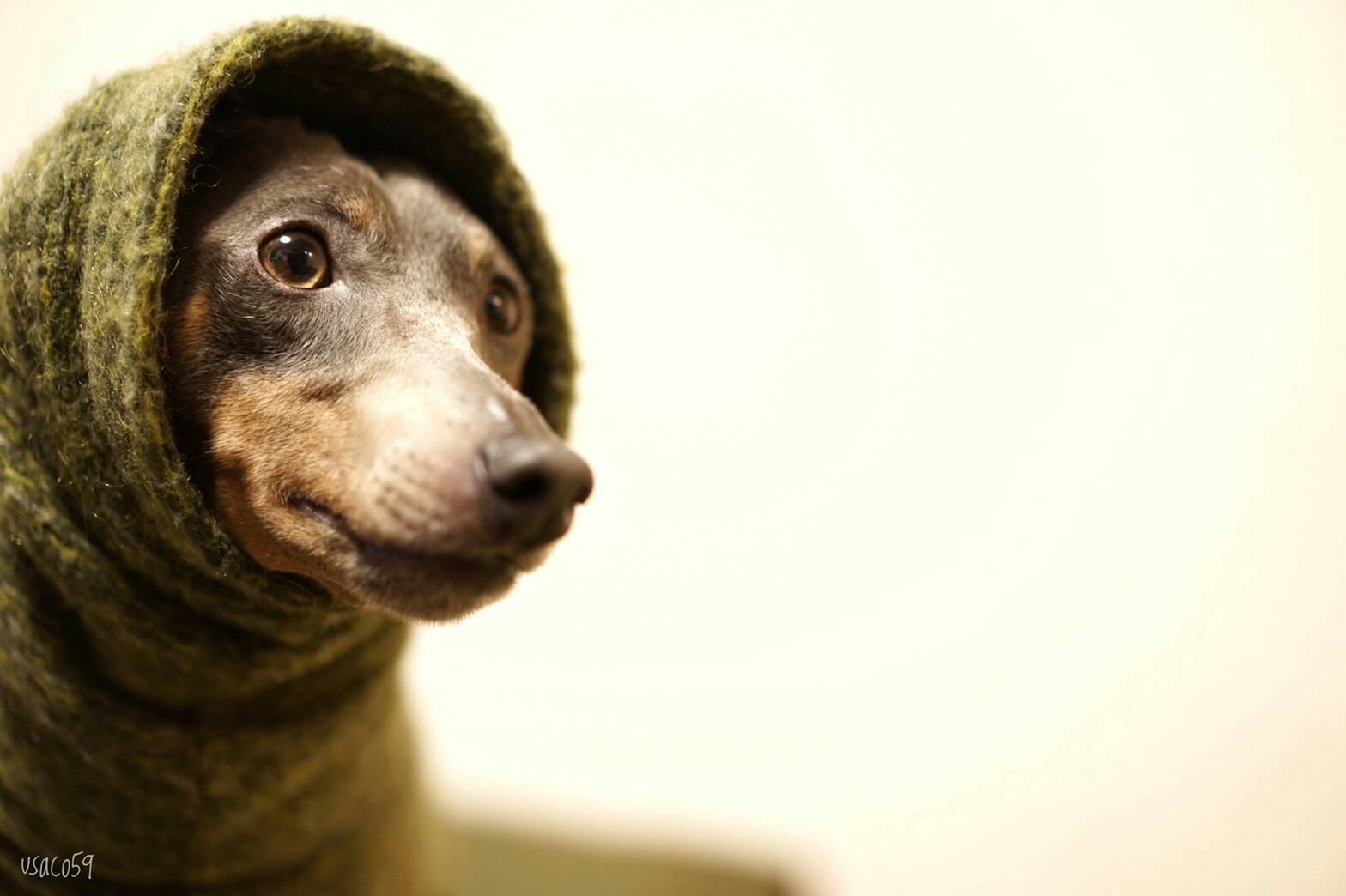 犬服のサイズ感が解りやすい「4枚の写真」をミニピンの碧☆が再現してくれた。「滑稽な風情」に家族の日常が伝わってくる。