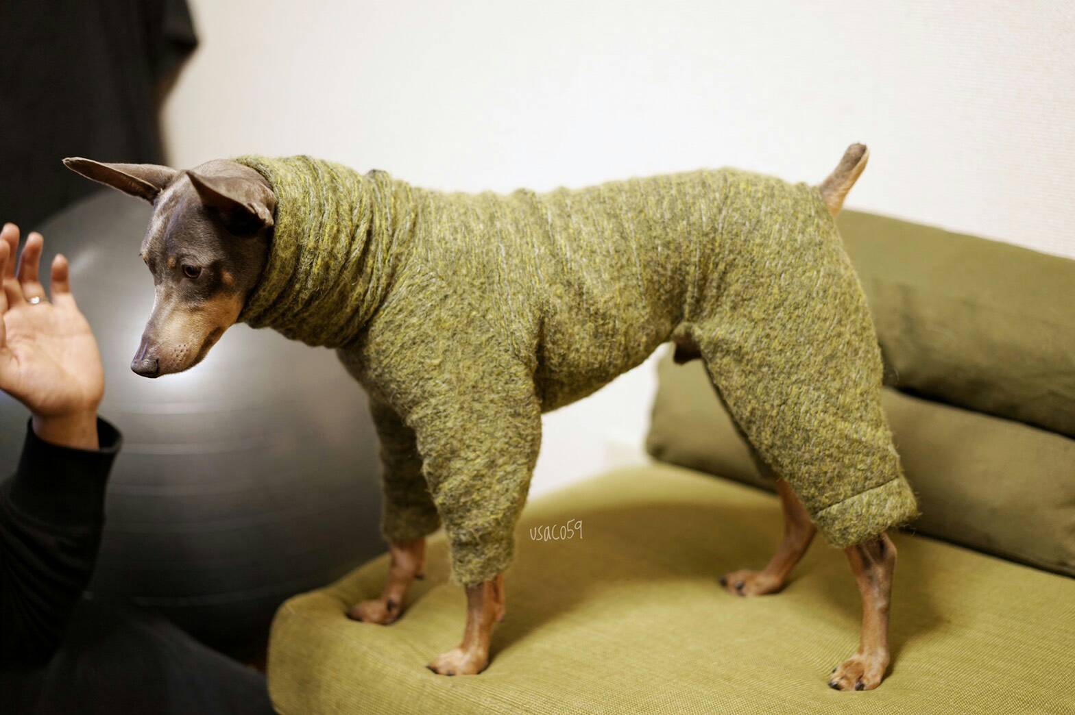 犬服のサイズ感が解りやすい「4枚の写真」をミニピンの碧☆が再現してくれた。「滑稽な風情」に家族の日常が伝わってくる。