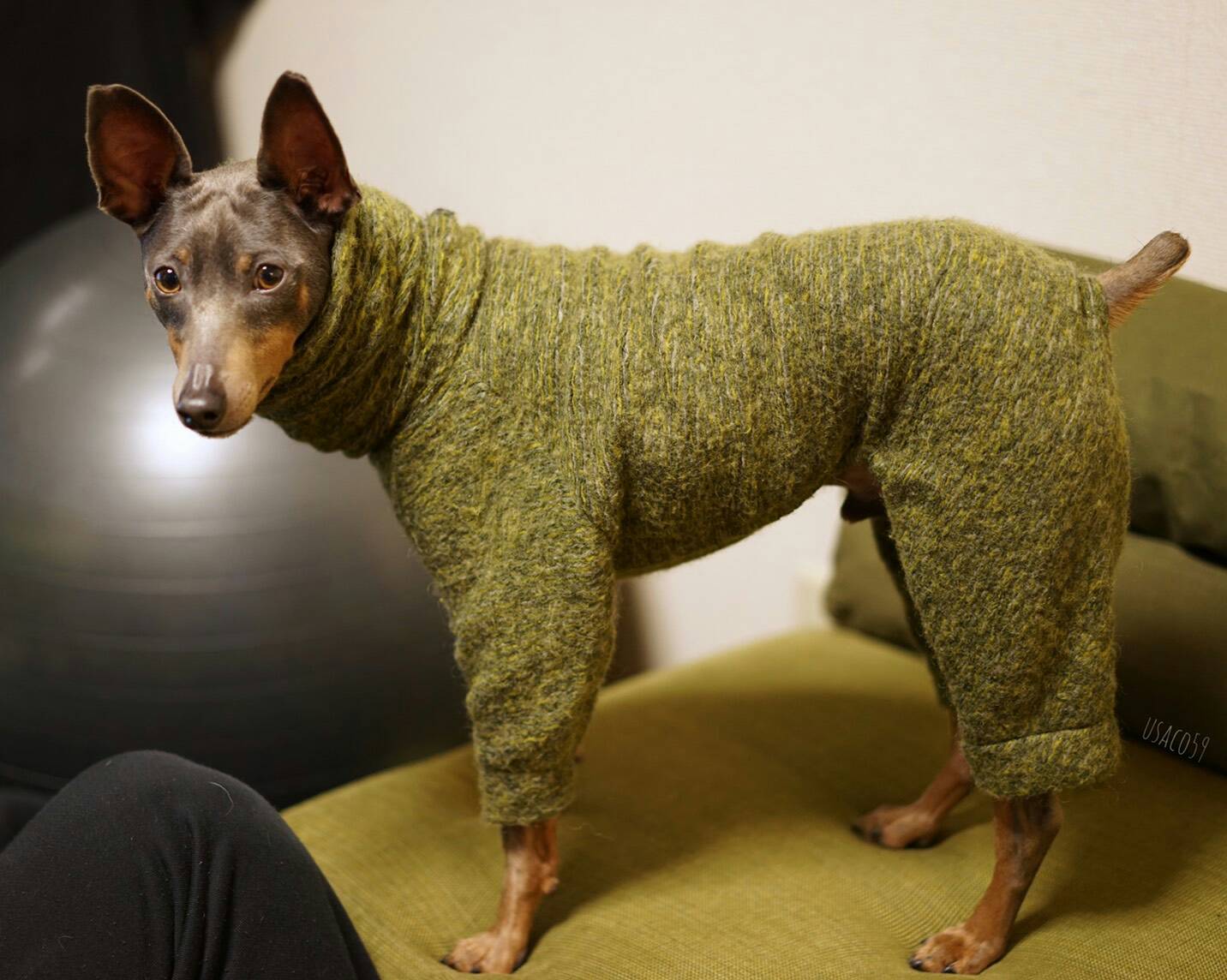 み●犬服●ハンドメイド 胴41 NO.435 ハンドメイド犬服ならanbia（アンビア）～サイズの測り方