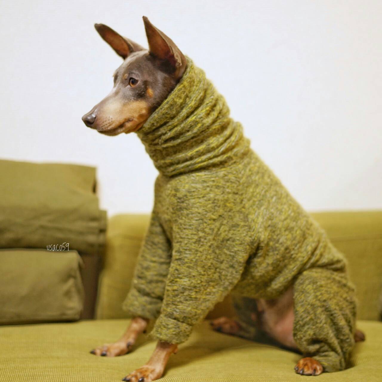 犬服のサイズ感が解りやすい「4枚の写真」をミニピンの碧☆が再現してくれた。「滑稽な風情」に家族の日常が伝わってくる。