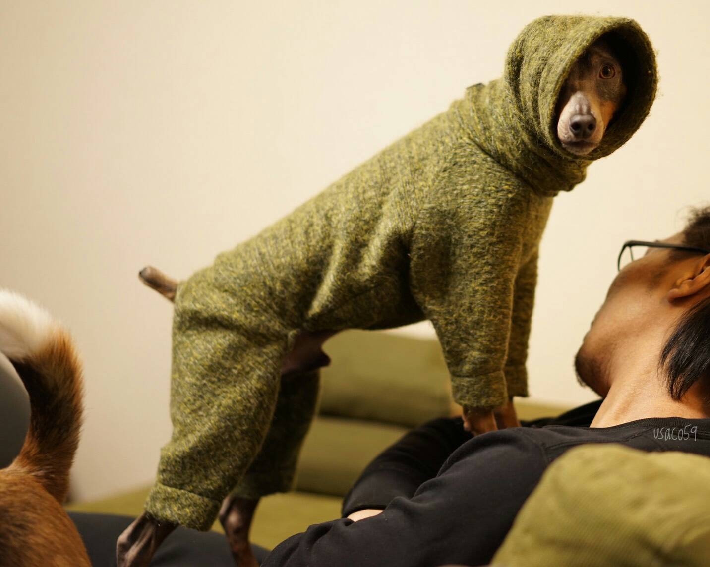 犬服のサイズ感が解りやすい「4枚の写真」をミニピンの碧☆が再現してくれた。「滑稽な風情」に家族の日常が伝わってくる。