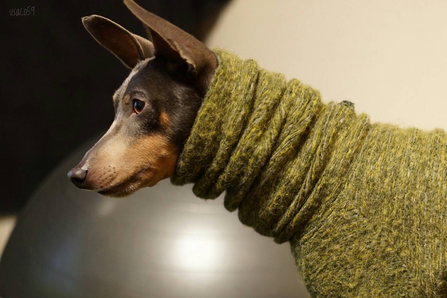 犬服のサイズ感が解りやすい「4枚の写真」をミニピンの碧☆が再現してくれた。「滑稽な風情」に家族の日常が伝わってくる。