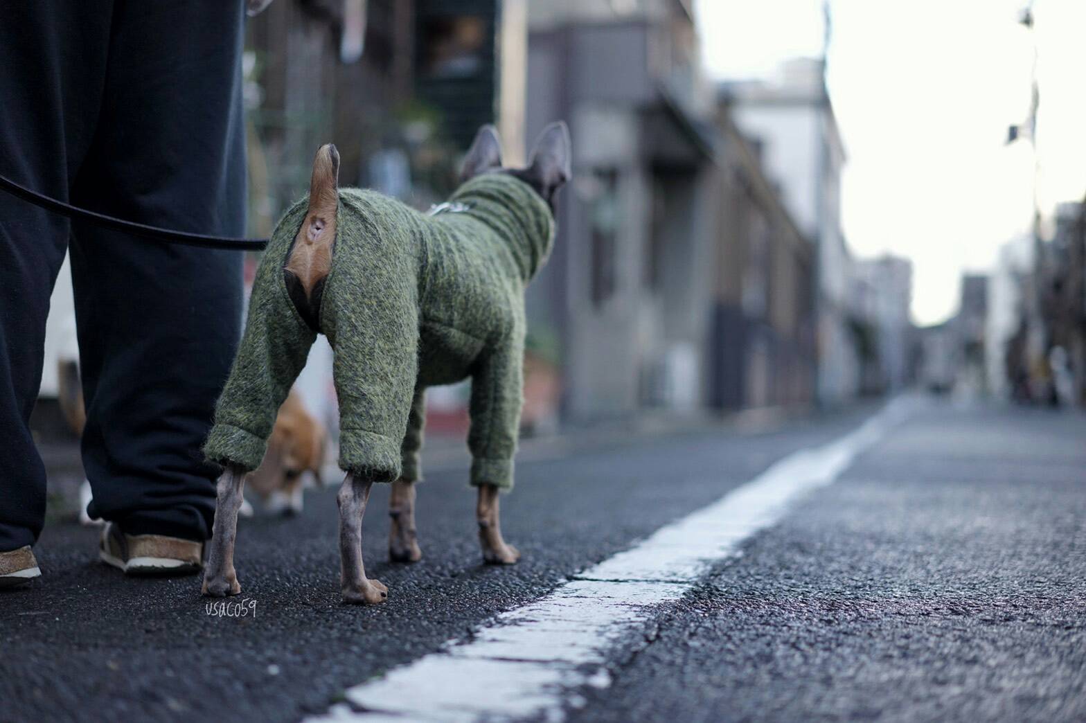 犬服のサイズ感が解りやすい「4枚の写真」をミニピンの碧☆が再現してくれた。「滑稽な風情」に家族の日常が伝わってくる。