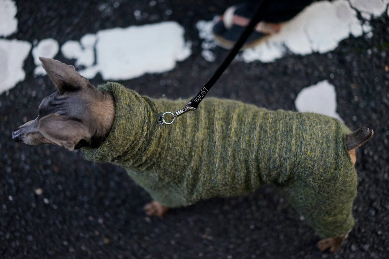 犬服のサイズ感が解りやすい「4枚の写真」をミニピンの碧☆が再現してくれた。「滑稽な風情」に家族の日常が伝わってくる。